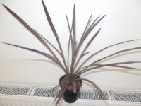 /album/pokojovky1/cordyline-austr-jpg/